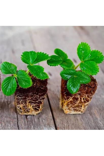 Fragaria ananassa ‘Chudo Sveta’